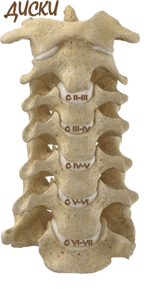 Диски позвоночника нумерация фото
