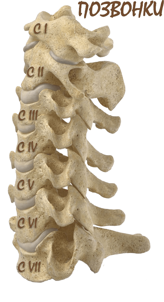 5 6 позвоночника